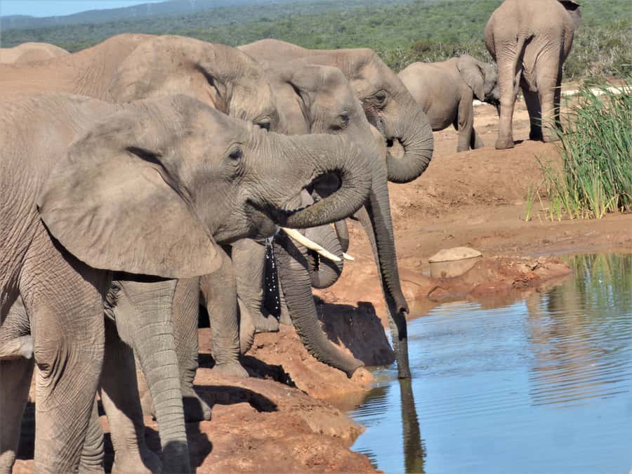 Addo National Park: Full-Day Safari Tour - Reading Addo with Steven, Stephen, or Donald