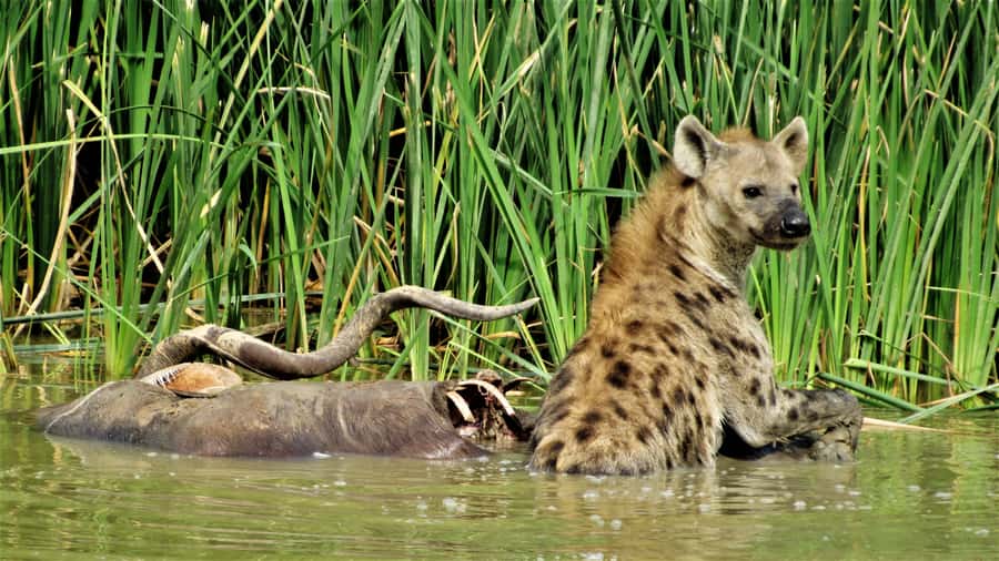 Addo National Park: Full-Day Safari Tour - Exploring the North and South viewing areas