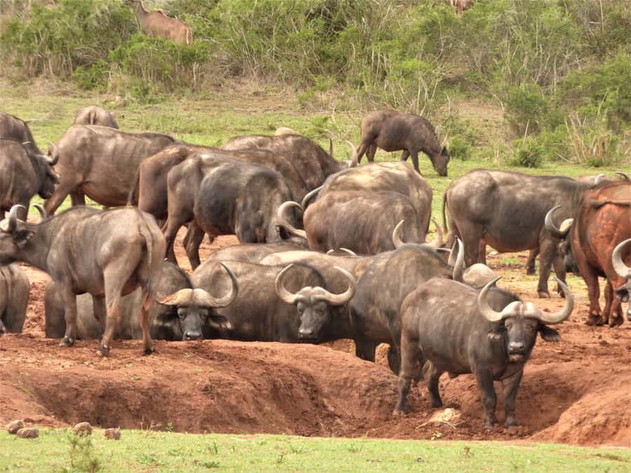Addo National Park: Full-Day Safari Tour - The Colchester section and Sundays River Mouth