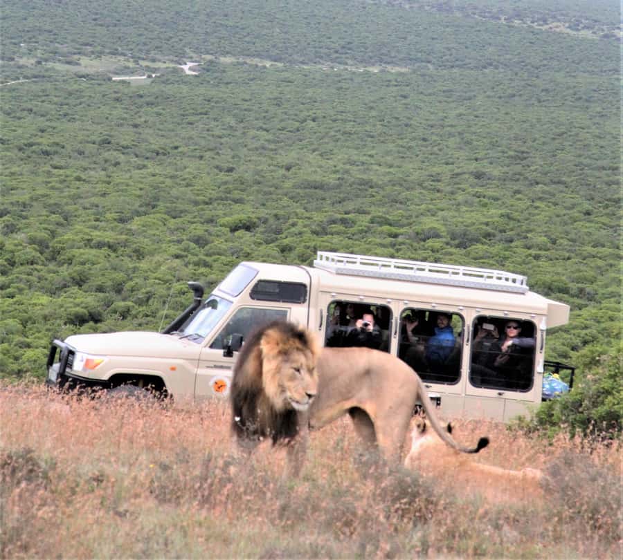 Addo National Park: Full-Day Safari Tour - The Land Cruiser makes long hours easier