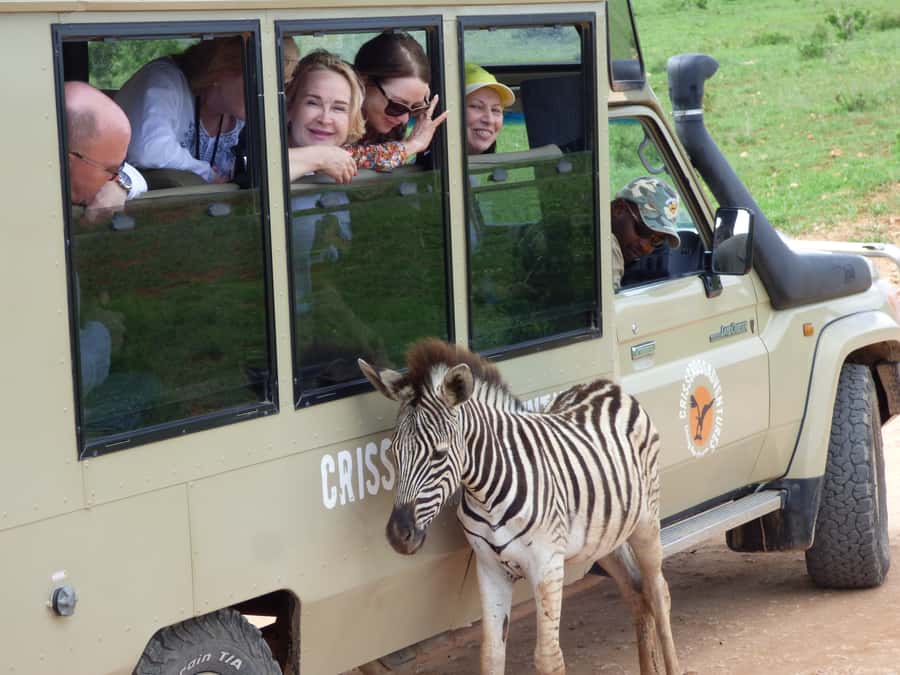 Addo National Park: Guided Half-Day Safari - Why this half-day safari works well in Addo