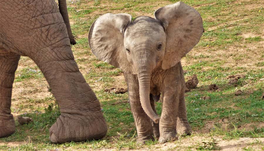 Addo National Park: Guided Half-Day Safari - Starting at Crisscross Adventures in Addo village
