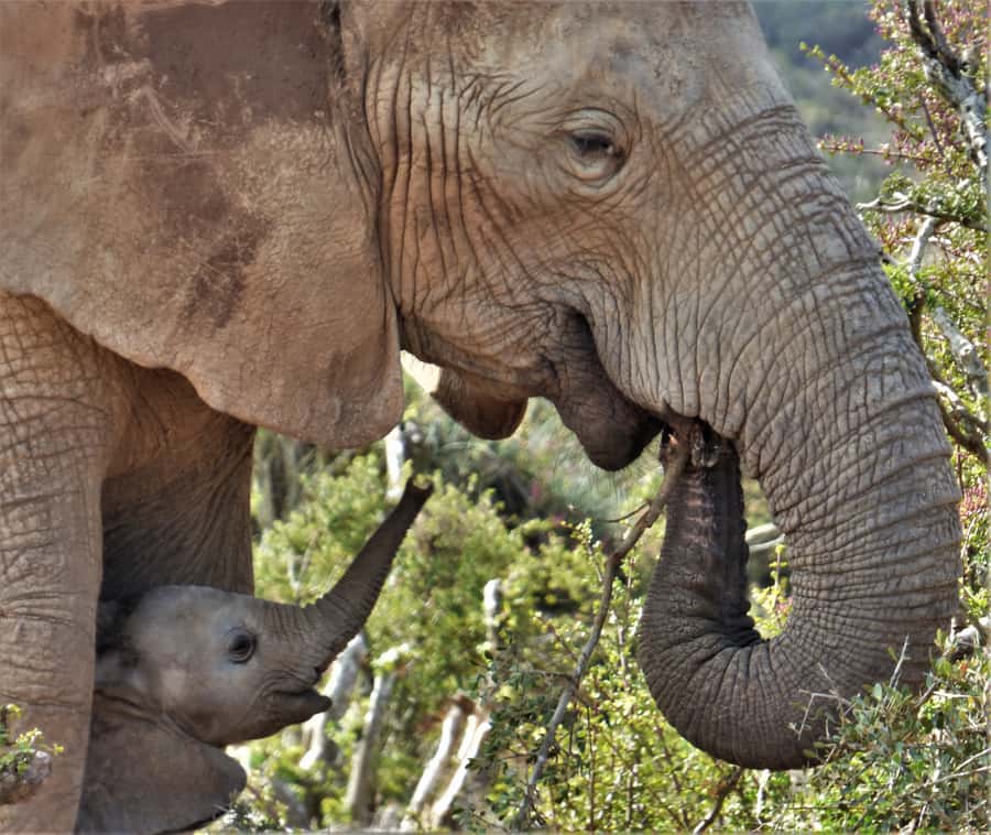 Addo National Park: Guided Half-Day Safari - The northern Big 5 viewing area