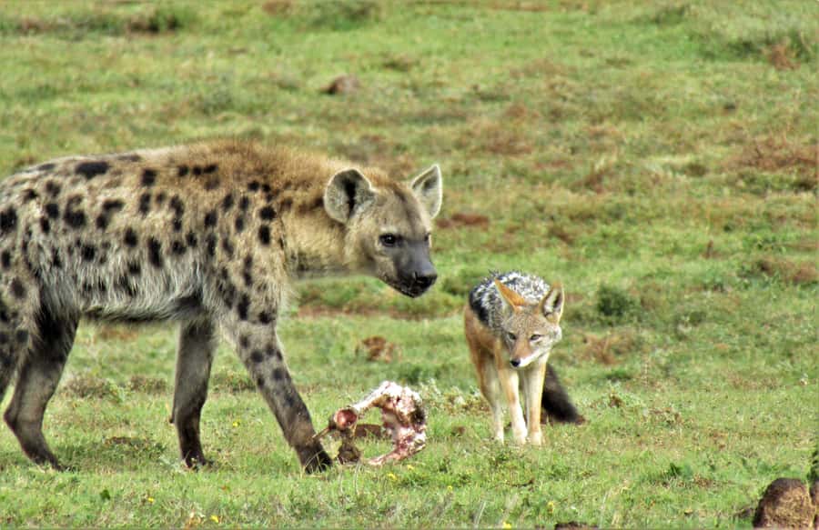 Addo National Park: Guided Half-Day Safari - Elephants, the reason many people choose Addo