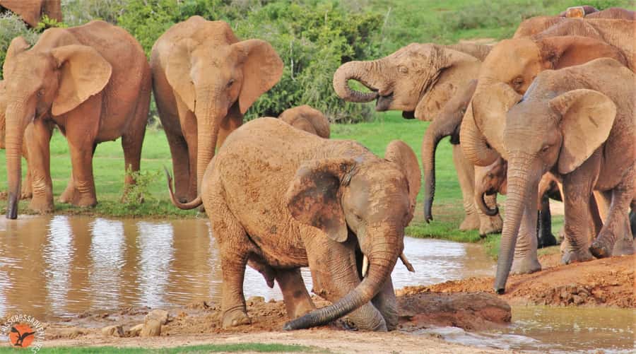 Addo National Park: Guided Half-Day Safari - Guides who add more than animal names