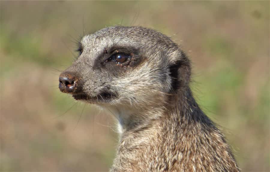 Addo National Park: Guided Half-Day Safari - Who should book this Addo outing