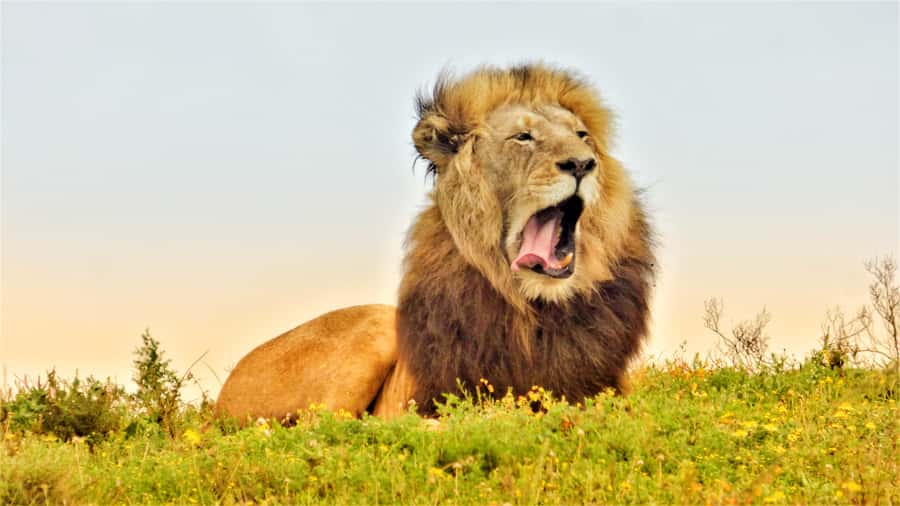 Addo National Park: Guided Half-Day Safari - Inside the closed Toyota Land Cruiser