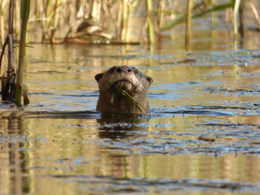 Addo River Safari - Guided Tour via Canoe - Looking for lizards, monkeys, and otters