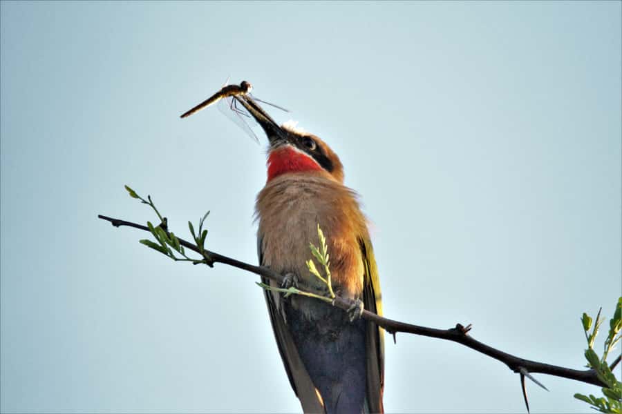 Addo River Safari - Guided Tour via Canoe - Weather and river levels matter