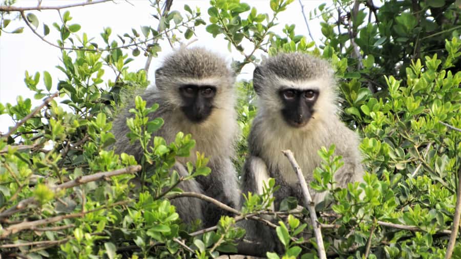 Addo River Safari - Guided Tour via Canoe - Who will enjoy this canoe safari?