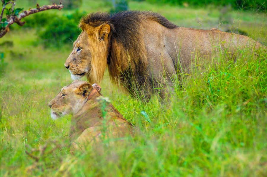 Addo Safari Full Day Tour - Key points to know before you book