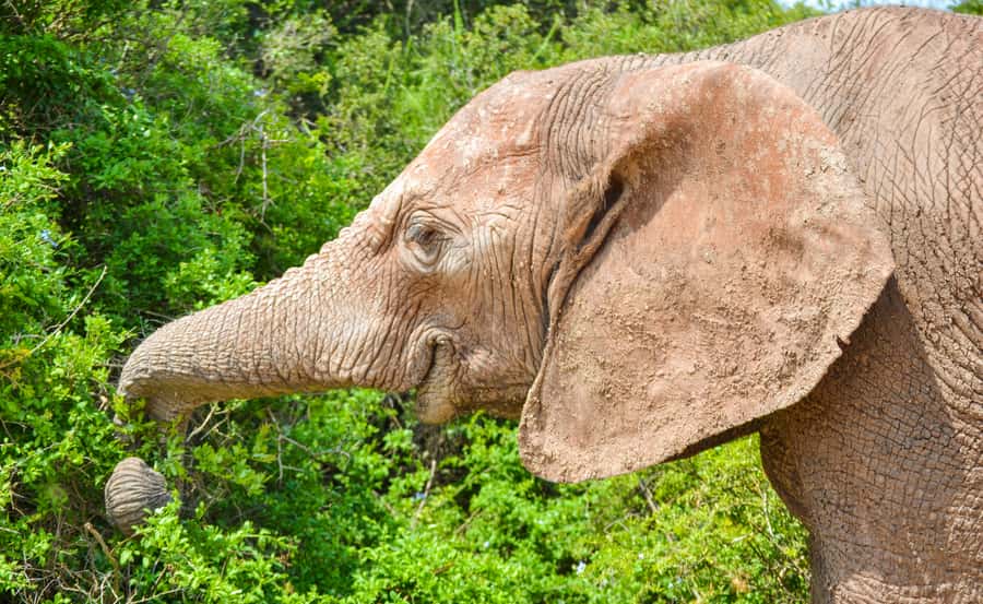 Addo Safari Full Day Tour - Addo’s Big 5 and the unusual Big 7 claim