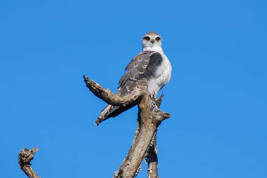 Addo Safari Full Day Tour - A vehicle designed for a long game drive