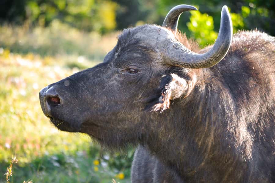 Addo Safari Full Day Tour - Why Marilyn’s guiding matters
