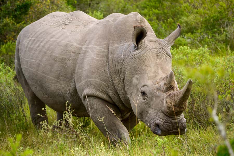 Addo Safari Full Day Tour - Braai lunch in the park