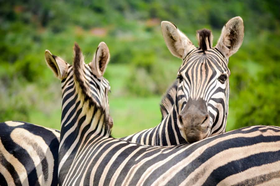 Addo Safari Full Day Tour - Who will enjoy this Addo safari most?
