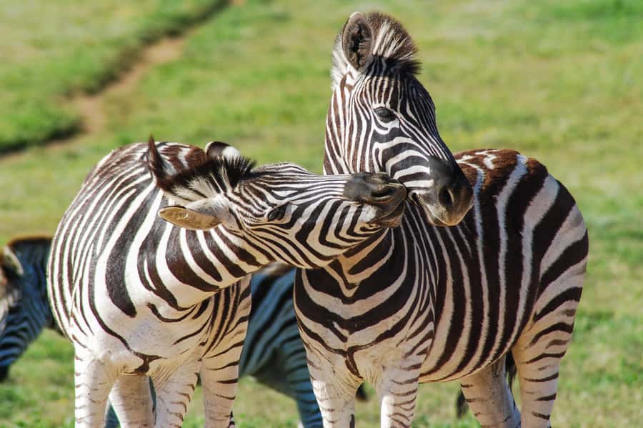 Addo Safari Full Day Tour - Practical details for a smoother day