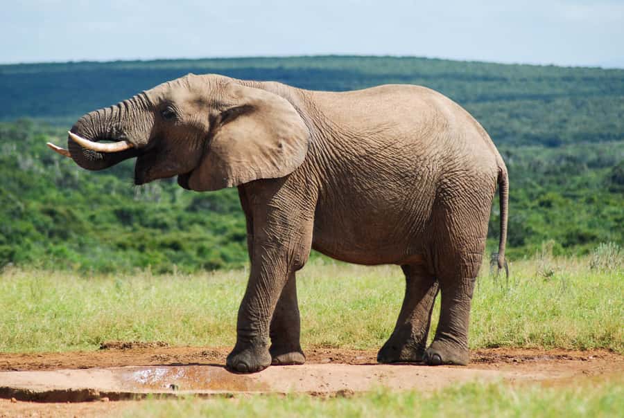Addo Safari Full Day Tour - Eight and a half hours inside Addo
