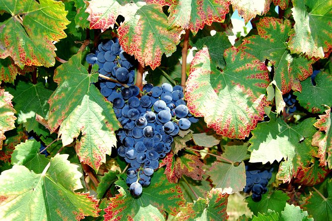 African Story Wine Tours in the Cape Winelands - Small groups make a real difference