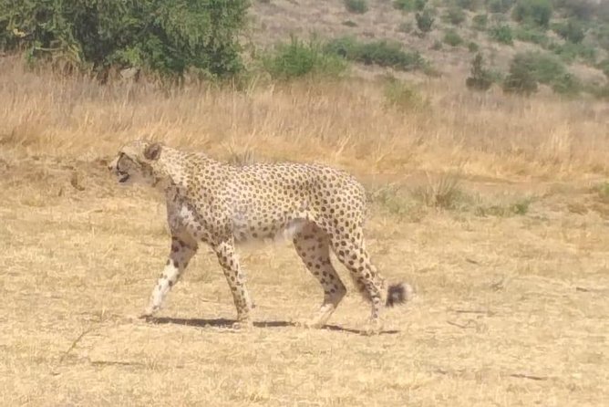 Ann van Dyk Cheetah Centre - Why the Ann van Dyk Cheetah Centre matters