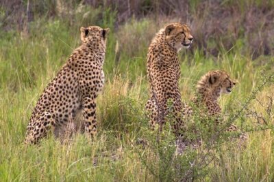 Ann van Dyk Cheetah Centre