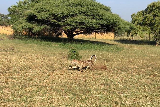 Ann Van Dyk Cheetah Centre Tour from Johannesburg or Pretoria - Is $192.53 a fair price?