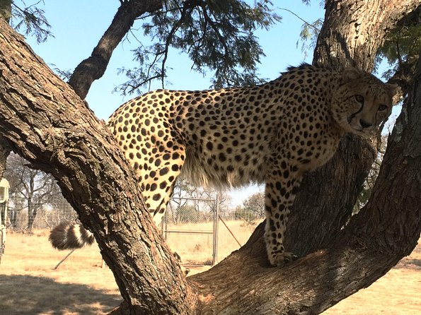 Ann Van Dyk Cheetah Centre Tour from Johannesburg or Pretoria - Who will enjoy this outing most?