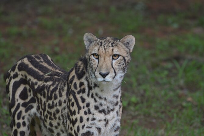 Ann Van Dyk Cheetah Centre Tour from Johannesburg or Pretoria - What the conservation work means on the ground