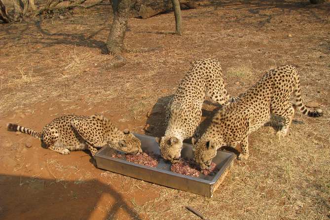 Ann Van Dyk Cheetah Centre Tour from Johannesburg or Pretoria - How the three-hour visit feels