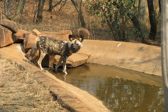 Ann Van Dyk Cheetah Centre Tour from Johannesburg or Pretoria - Is the $225.67 price fair?