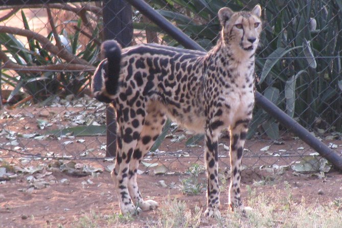 Ann Van Dyk Cheetah Centre Tour from Johannesburg or Pretoria - Who will enjoy this experience most
