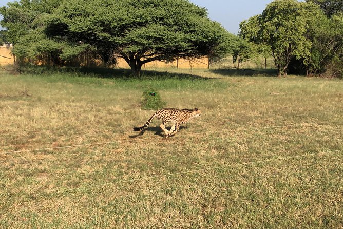Ann Van Dyk Cheetah Centre Tour from Johannesburg or Pretoria - Getting there from Johannesburg or Pretoria