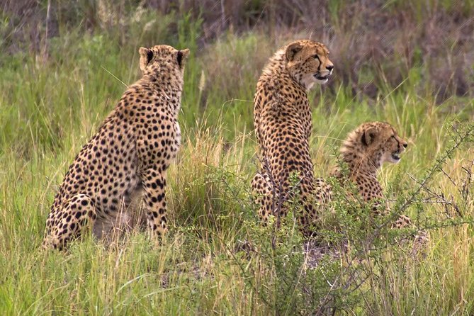 Ann van Dyk Cheetah Centre - The drive from Johannesburg or Pretoria