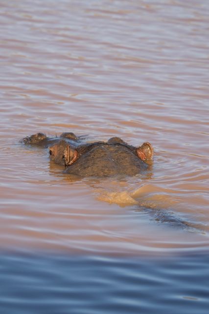 Aquila Game Reserve: Afternoon Safari - A practical safari near Cape Town