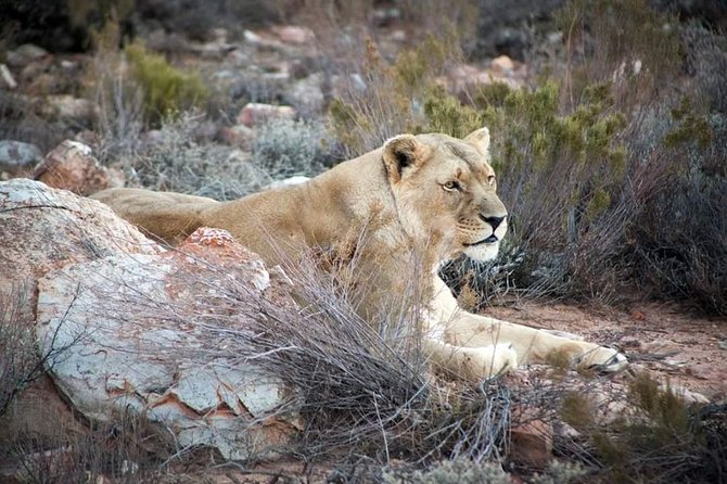 Aquila Game Reserve Cape Town Safari - Key points before you book