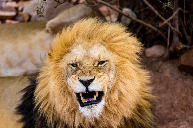 Aquila Game Reserve Safari with Park Fees, Transport & Lunch - A Cape Town safari without an overnight stay