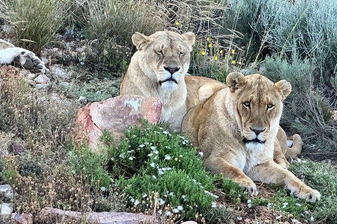 Aquila Game Reserve Safari with Park Fees, Transport & Lunch - Morning pickup and the road from Cape Town