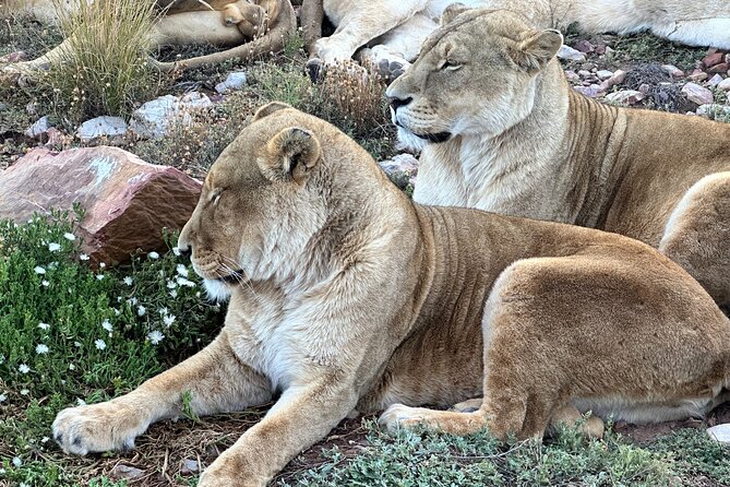 Aquila Game Reserve Safari with Park Fees, Transport & Lunch - Three hours on an open safari truck