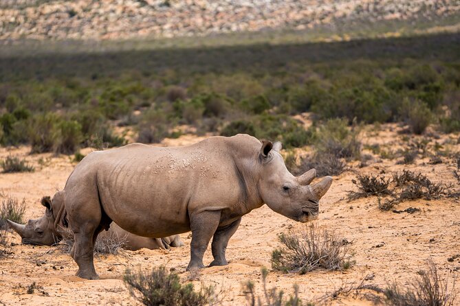 Aquila Game Reserve Safari with Park Fees, Transport & Lunch - Is $238.11 good value?