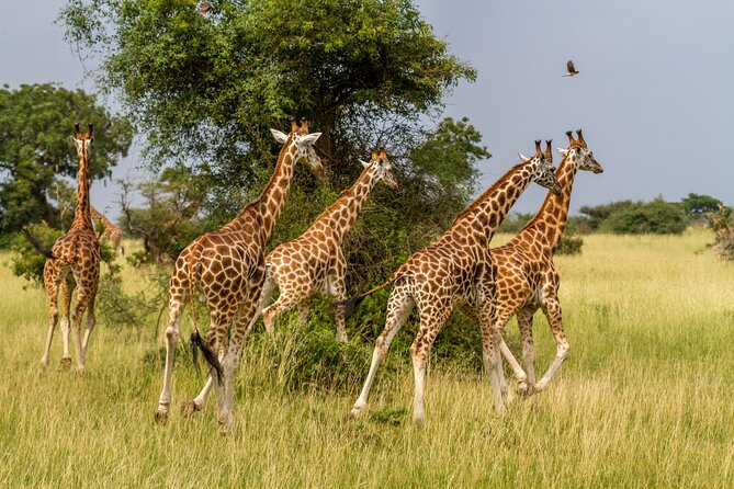 Aquila Game Reserve Safari with Park Fees, Transport & Lunch - Who should book this day trip?