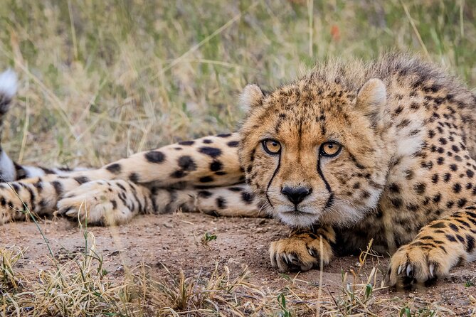 Aquila Game Reserve Safari with Park Fees, Transport & Lunch - Booking advice and final verdict