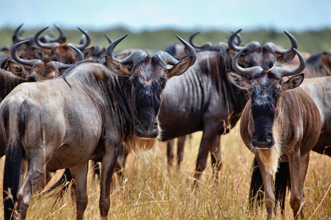 Aquila Game Reserve Safari with Park Fees, Transport & Lunch - Arrival at Aquila and the included buffet