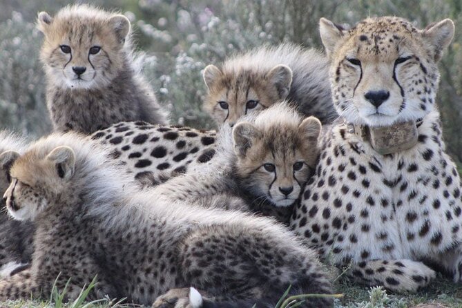 Aquila Game Reserve Safari with wine tasting, Transport & Lunch - From Fairview wine and cheese to the African bush