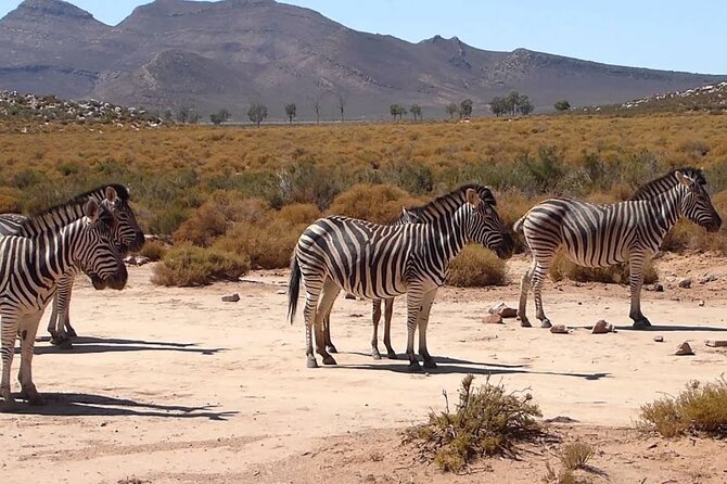 Aquila Game Reserve Safari with wine tasting, Transport & Lunch - Three hours in an open safari vehicle