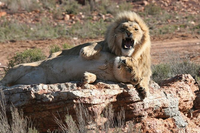 Aquila Game Reserve Safari with wine tasting, Transport & Lunch - What the guiding and transport add