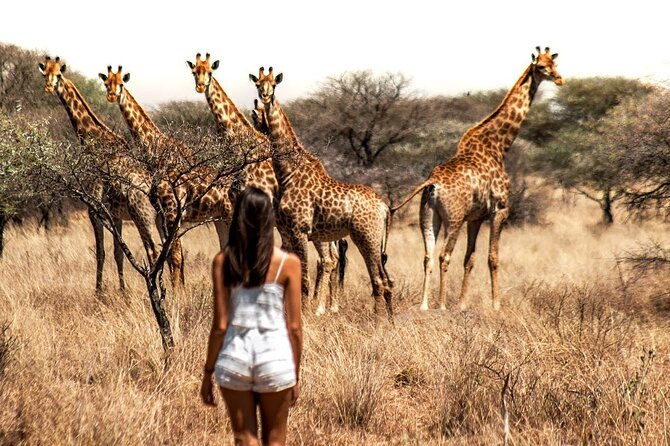 Aquila Game Reserve Safari with wine tasting, Transport & Lunch - Is the $169.19 price good value?
