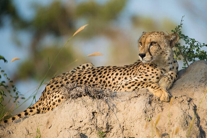 Aquila Game Reserve Safari with wine tasting, Transport & Lunch - Who will enjoy this day most?