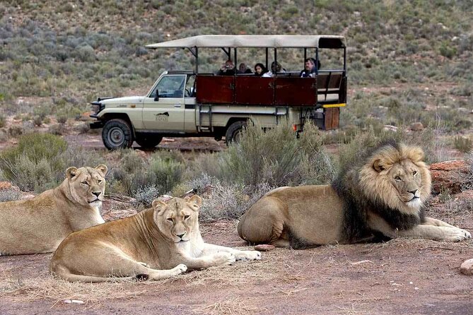 Aquila Game Reserve Safari with wine tasting, Transport & Lunch - Practical tips for making the day smoother