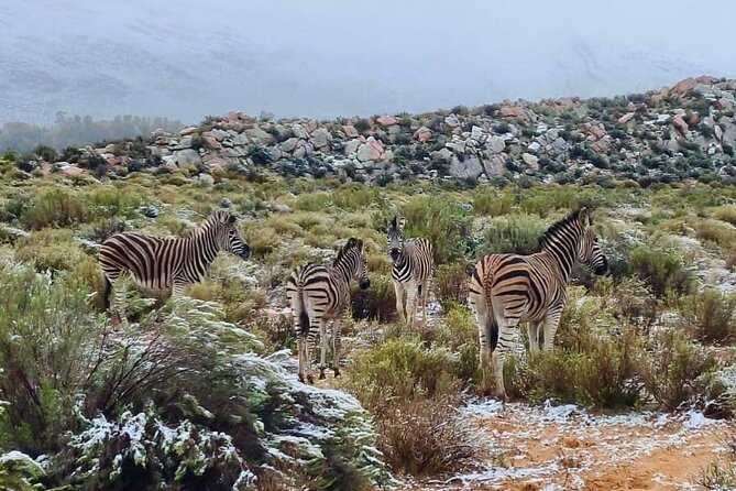 Aquila Game Reserve Sunset Safari - Why the small group matters