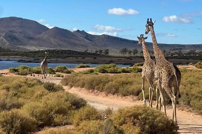 Aquila Game Reserve Sunset Safari - Paarl and Worcester along the way
